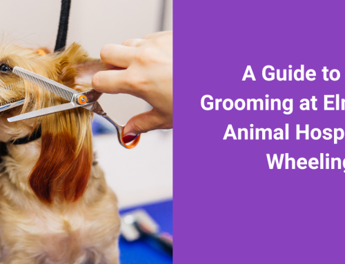 A Guide to Pet Grooming at Elm Grove Animal Hospital in Wheeling