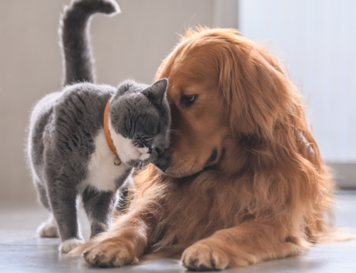 Common Parasites That Threaten Your Pet’s Health