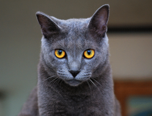 Peace of Mind for Your Pet with Microchipping Wheeling, WV
