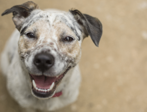 What to Do When Your Pet Has Itchy Paws
