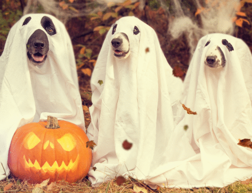 Halloween Pet Safety in Wheeling, WV