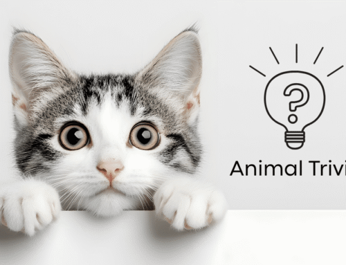 Vet Near Me Quiz – Are You Smarter Than a 5th Grader? Pet Edition