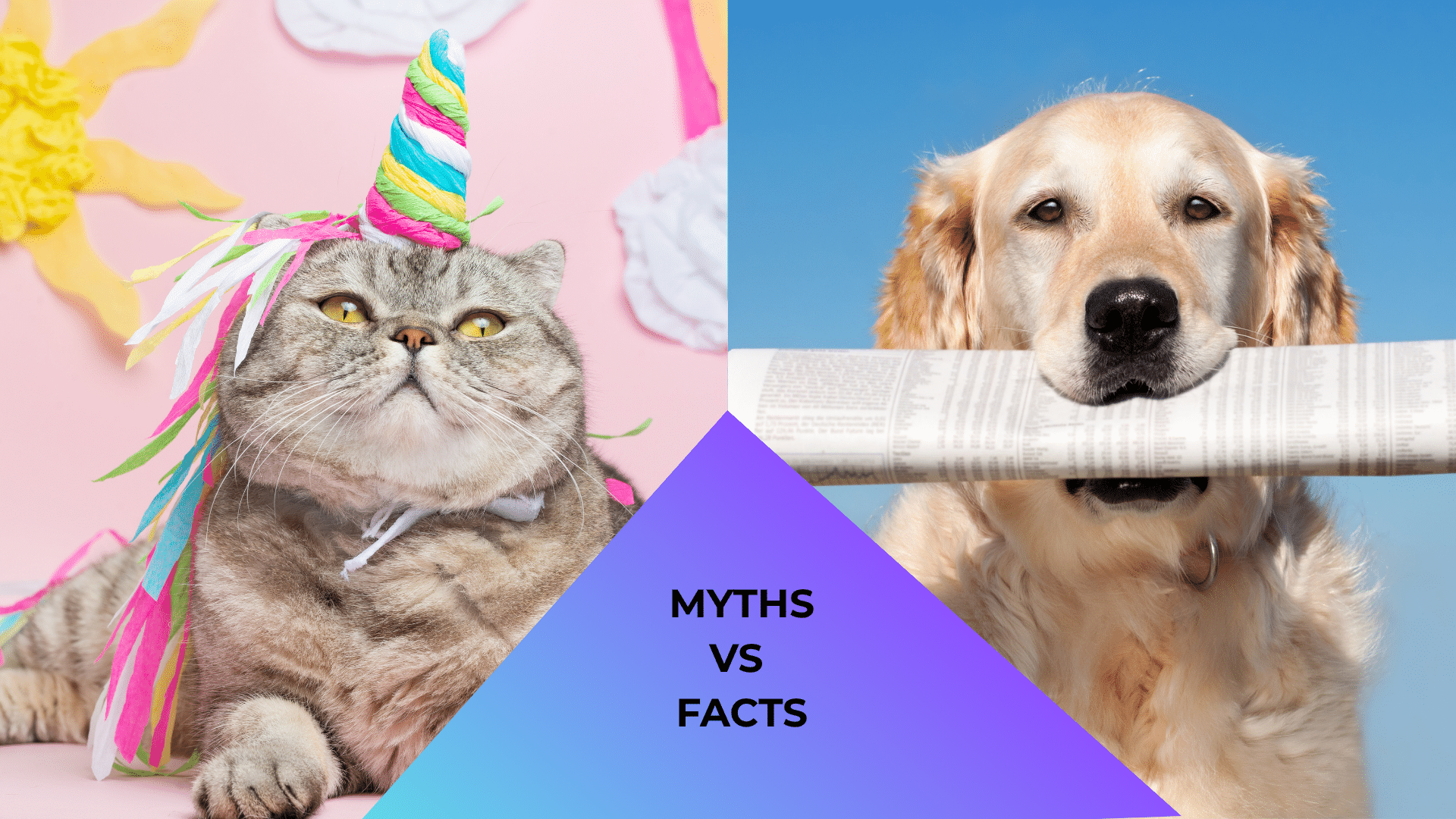 Cat dressed like a unicorn and dog with a newspaper representing myths and facts about animal care in Wheeling, WV