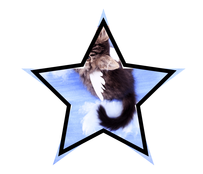 Mythical winged cat illustrating common misconceptions about animal care in Wheeling, WV