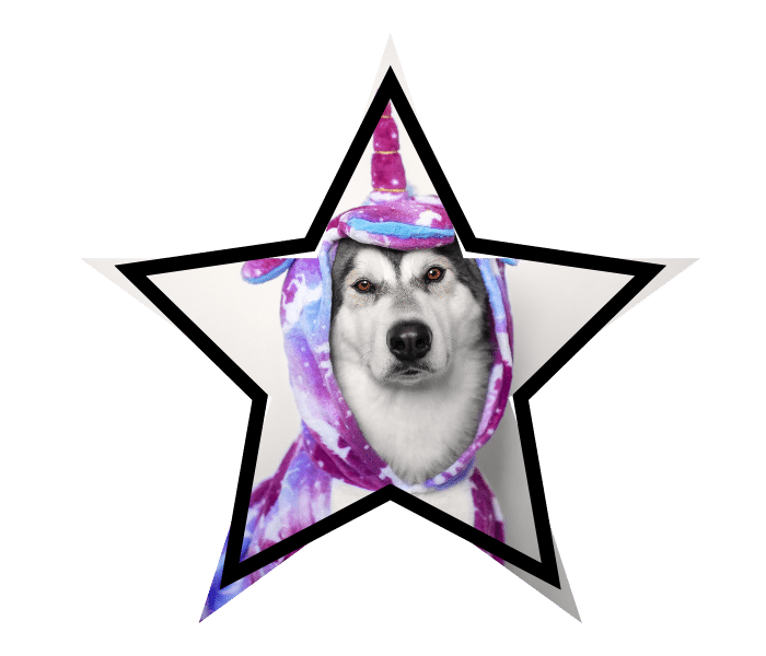 Dog wearing a unicorn costume representing common myths about animal care heard by pet owners visiting Elm Grove Animal Hospital