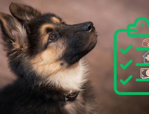 A New Pet Starter Guide