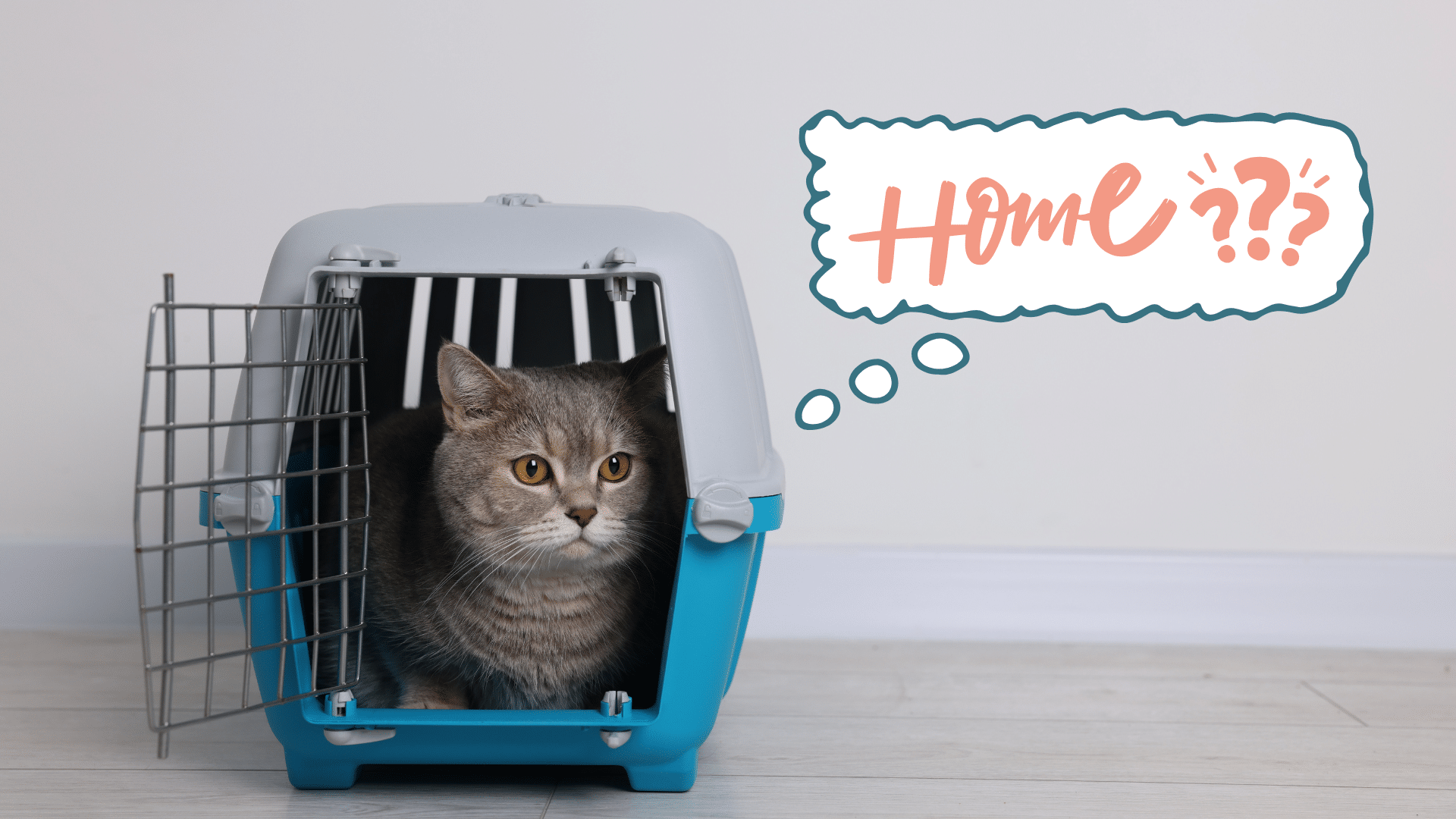 New cat leaving their carrier wondering if this is their new home in Wheeling, West Virginia