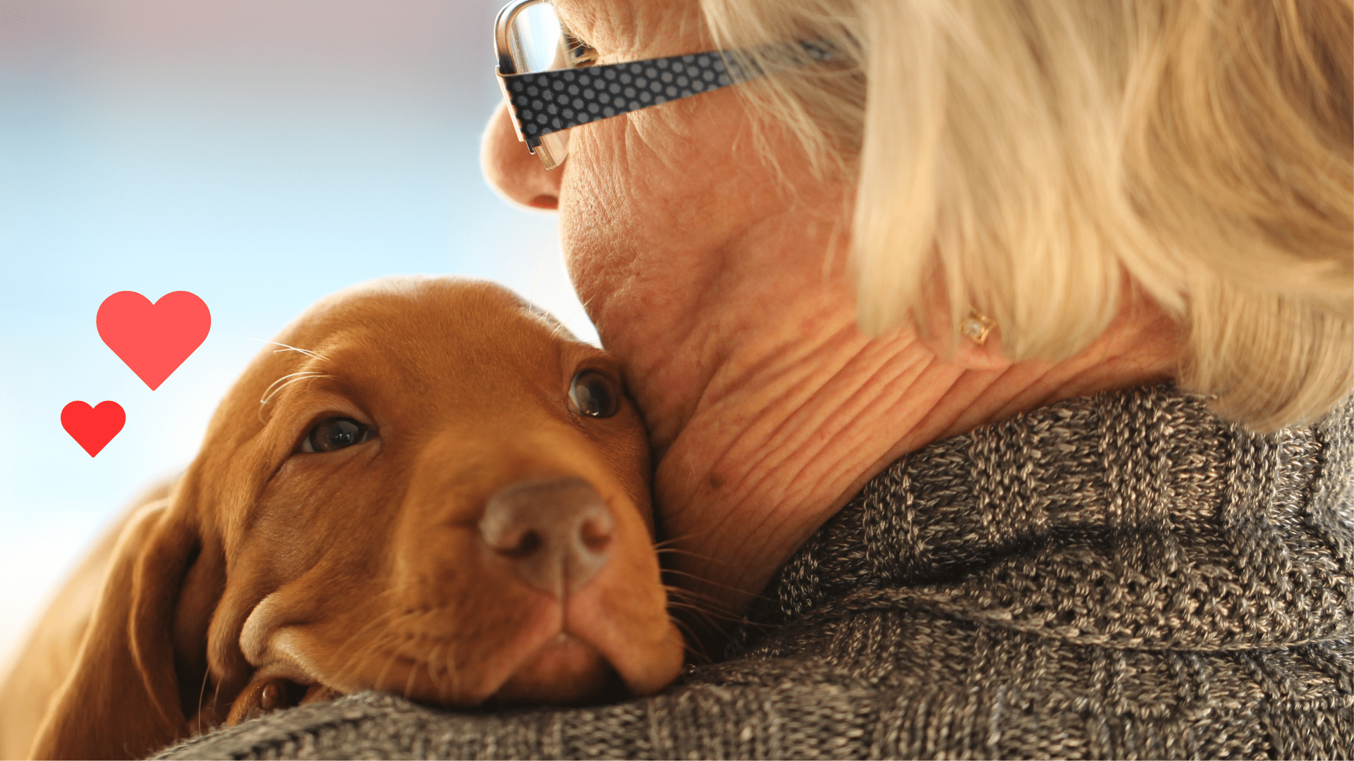 New puppy bonding with an owner with support from Elm Grove Animal Hospital in Wheeling, West Virginia
